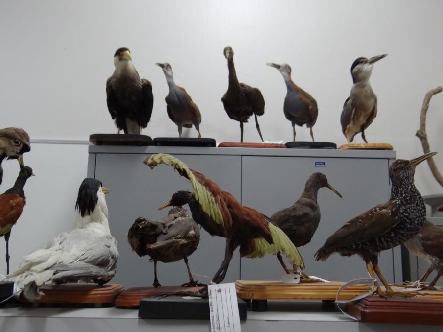 Capa do blog: Museu de História Natural da UCPel reabre em novo espaço